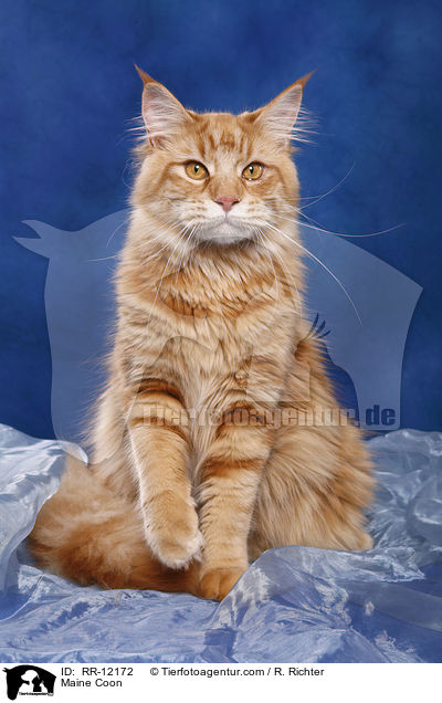 Maine Coon / Maine Coon / RR-12172