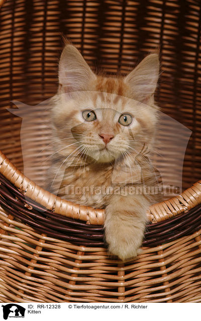 Maine Coon Ktzchen / Kitten / RR-12328