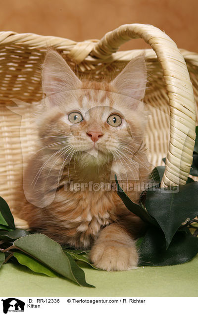 Maine Coon Ktzchen / Kitten / RR-12336