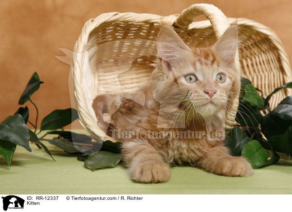 Maine Coon Ktzchen / Kitten / RR-12337