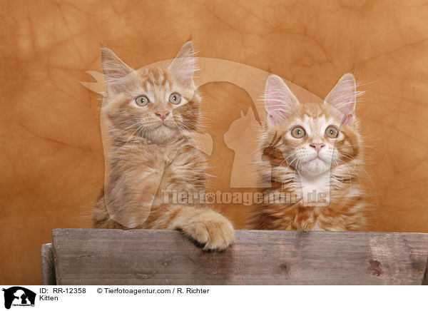 Maine Coon Ktzchen / Kitten / RR-12358