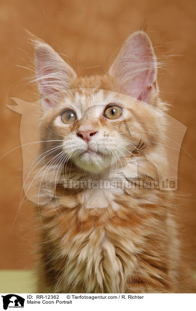 Maine Coon Portrait / Maine Coon Portrait / RR-12362