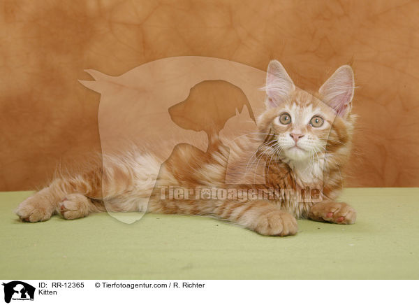 Maine Coon Ktzchen / Kitten / RR-12365