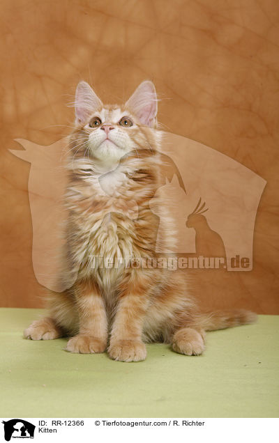 Maine Coon Ktzchen / Kitten / RR-12366