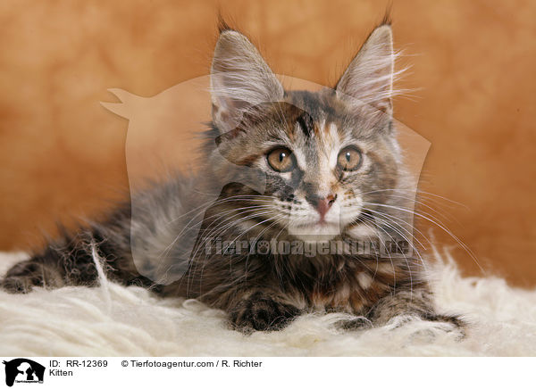 Maine Coon Ktzchen / Kitten / RR-12369