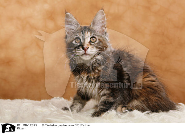 Maine Coon Ktzchen / Kitten / RR-12372