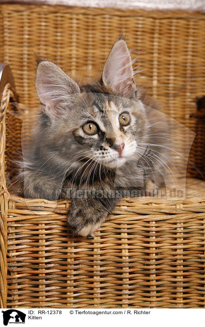 Maine Coon Ktzchen / Kitten / RR-12378