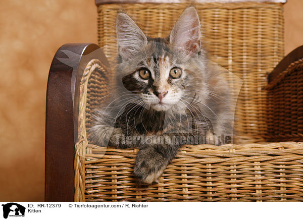 Maine Coon Ktzchen / Kitten / RR-12379