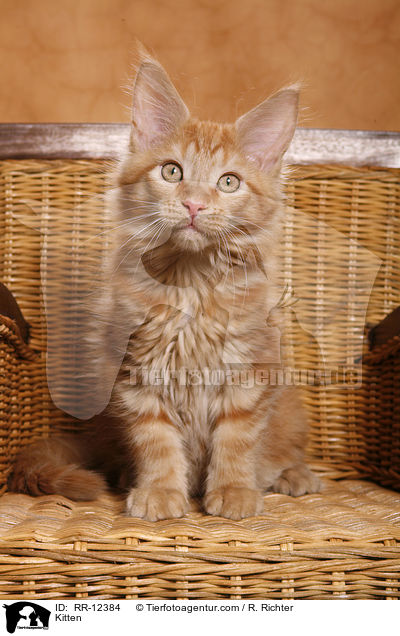 Maine Coon Ktzchen / Kitten / RR-12384