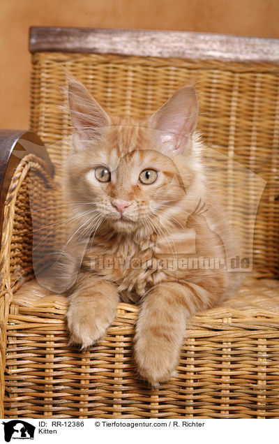 Maine Coon Ktzchen / Kitten / RR-12386