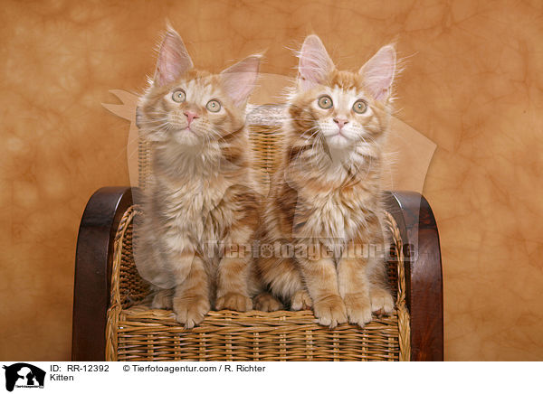 Maine Coon Ktzchen / Kitten / RR-12392