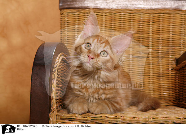 Maine Coon Ktzchen / Kitten / RR-12395