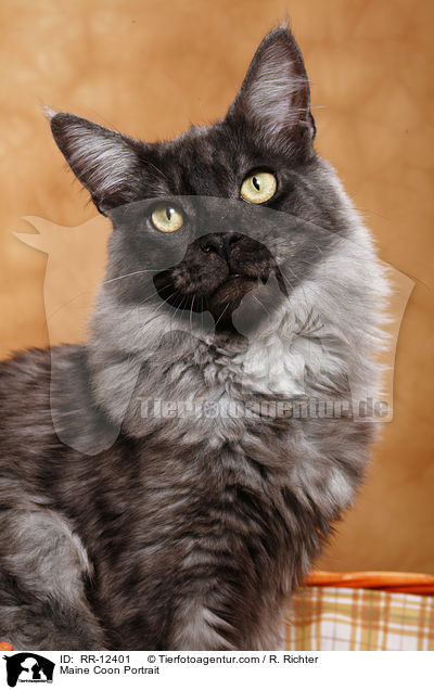 Maine Coon Portrait / Maine Coon Portrait / RR-12401