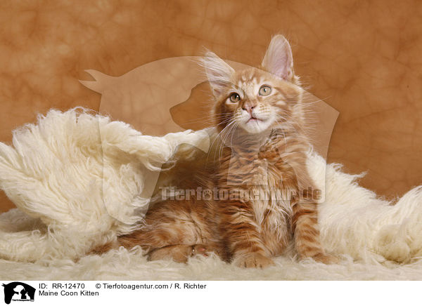 Maine Coon Ktzchen / Maine Coon Kitten / RR-12470