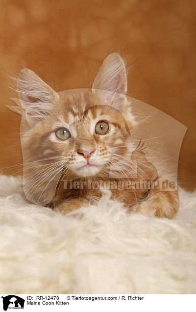 Maine Coon Ktzchen / Maine Coon Kitten / RR-12478