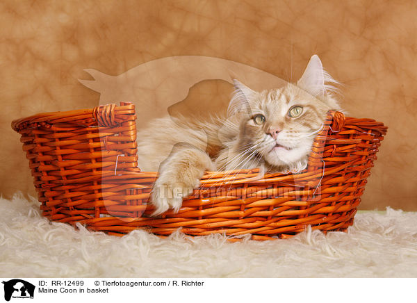 Maine Coon im Krbchen / Maine Coon in basket / RR-12499