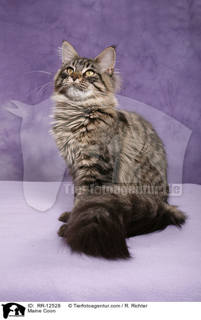 Maine Coon / Maine Coon / RR-12528