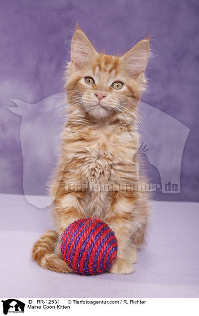 Maine Coon Ktzchen / Maine Coon Kitten / RR-12531