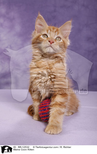 Maine Coon Ktzchen / Maine Coon Kitten / RR-12532