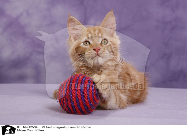 Maine Coon Ktzchen / Maine Coon Kitten / RR-12534