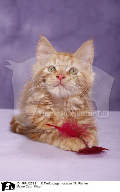 Maine Coon Ktzchen / Maine Coon Kitten / RR-12538