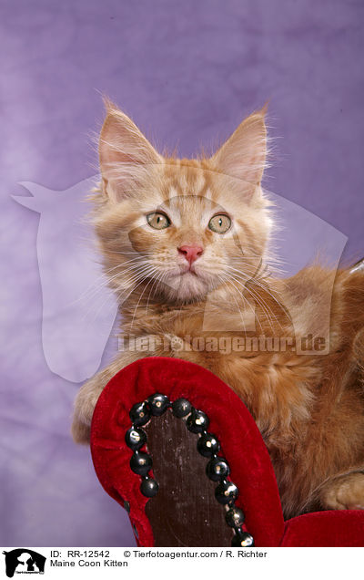 Maine Coon Ktzchen / Maine Coon Kitten / RR-12542