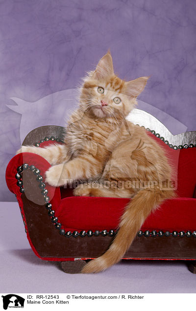 Maine Coon Ktzchen / Maine Coon Kitten / RR-12543