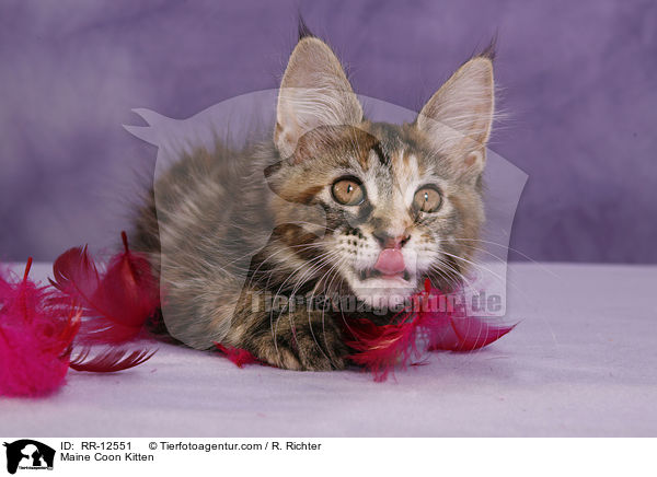 Maine Coon Ktzchen / Maine Coon Kitten / RR-12551