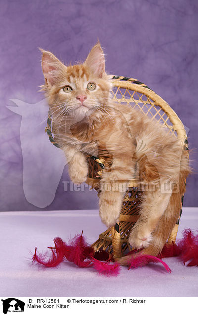 Maine Coon Kitten / RR-12581