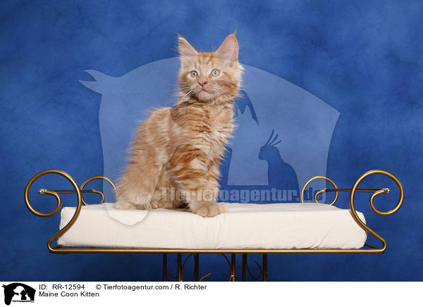 Maine Coon Kitten / RR-12594