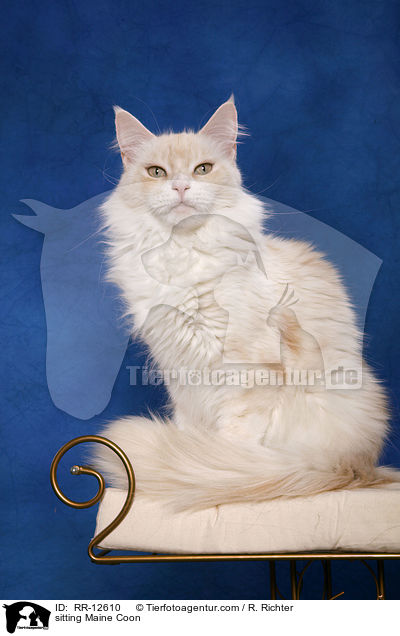 sitzende Maine Coon / sitting Maine Coon / RR-12610