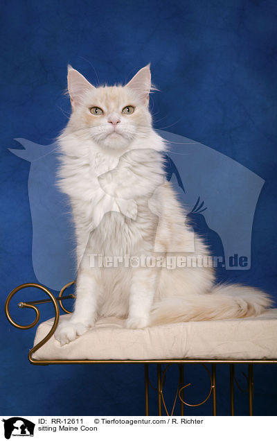 sitzende Maine Coon / sitting Maine Coon / RR-12611