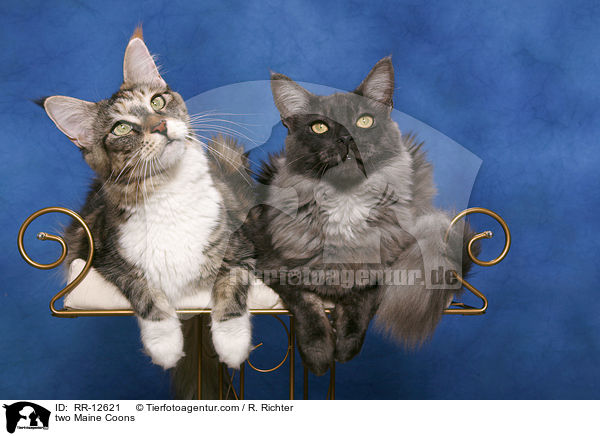 two Maine Coons / RR-12621