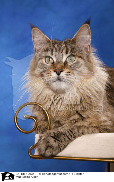 liegende Maine Coon / lying Maine Coon / RR-12636