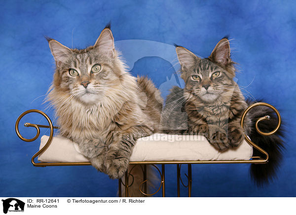 Maine Coons / Maine Coons / RR-12641