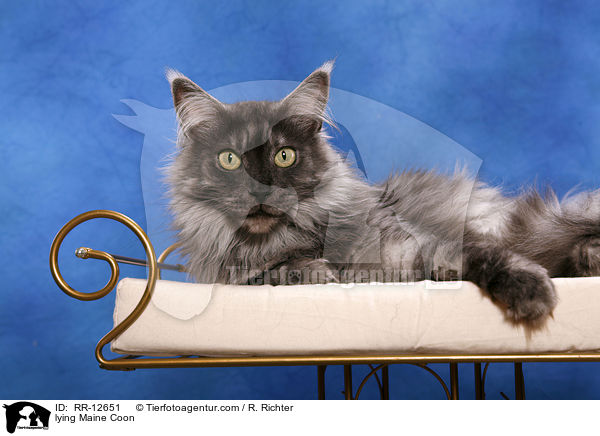 lying Maine Coon / RR-12651