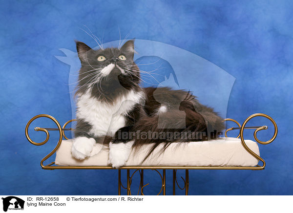 liegende Maine Coon / lying Maine Coon / RR-12658