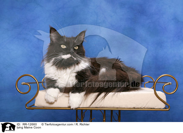 lying Maine Coon / RR-12660