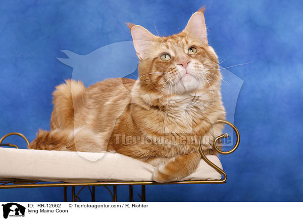 liegende Maine Coon / lying Maine Coon / RR-12662