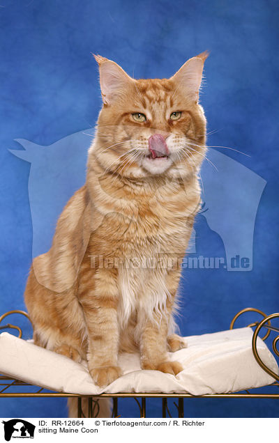 sitting Maine Coon / RR-12664