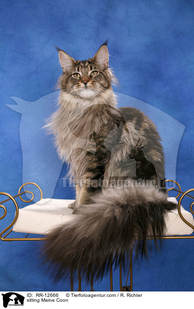 sitting Maine Coon / RR-12666