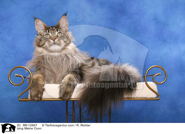 liegende Maine Coon / lying Maine Coon / RR-12667