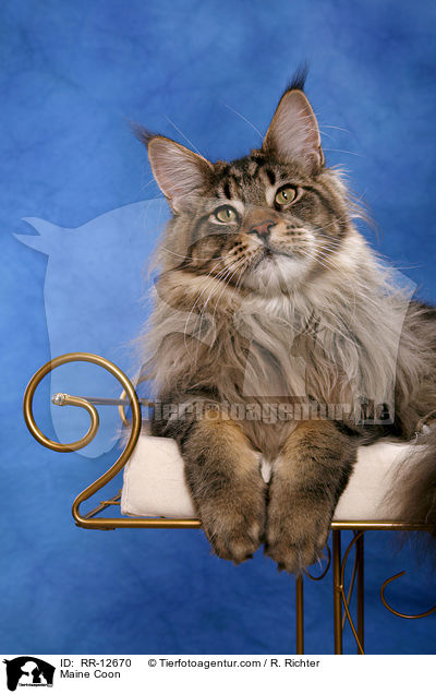 Maine Coon / Maine Coon / RR-12670