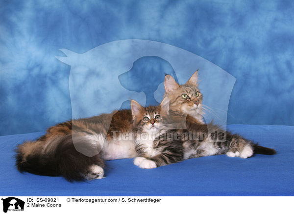 2 Maine Coons / 2 Maine Coons / SS-09021