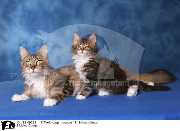 2 Maine Coons / 2 Maine Coons / SS-09022