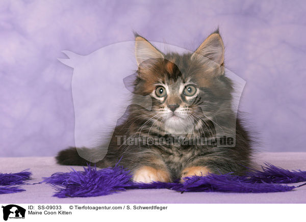 Maine Coon Ktzchen / Maine Coon Kitten / SS-09033