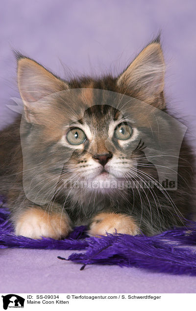 Maine Coon Ktzchen / Maine Coon Kitten / SS-09034