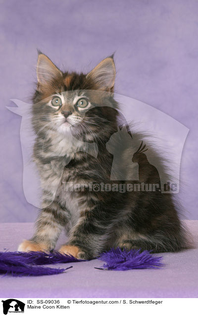 Maine Coon Ktzchen / Maine Coon Kitten / SS-09036