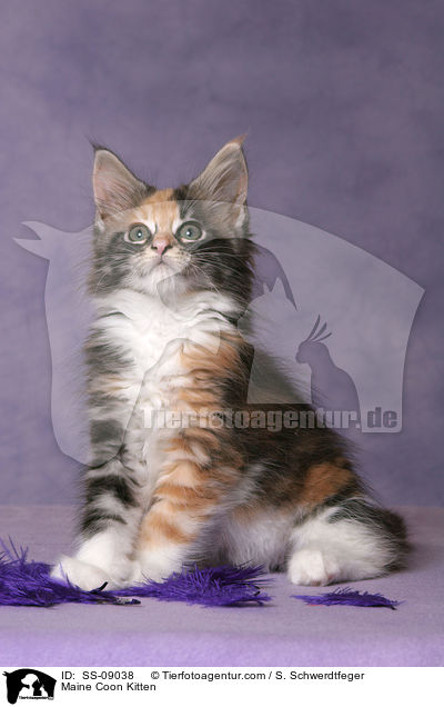 Maine Coon Ktzchen / Maine Coon Kitten / SS-09038