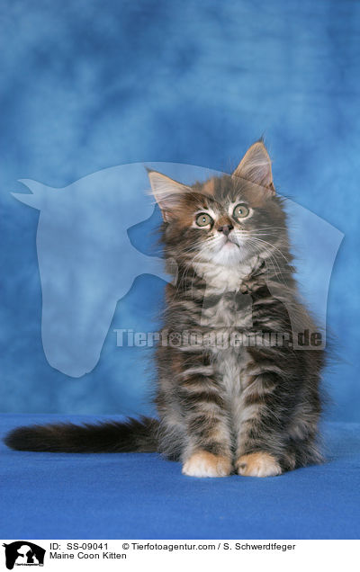 Maine Coon Ktzchen / Maine Coon Kitten / SS-09041